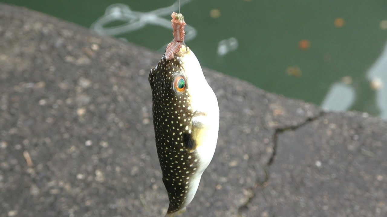 新たにペットを飼います