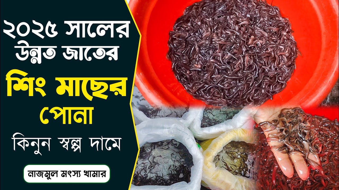 ২০২৫ নতুন বছরের শিং মাছের পোনা সংগ্রহ করুন নাজমুল মৎস খামার থেকে।