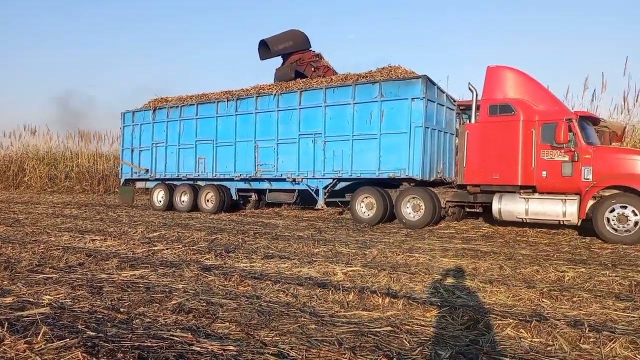 cortando caña con máquina cosechadora zafra2023