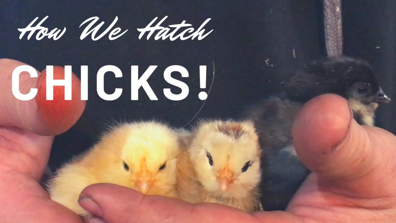 How We Break All The Rules When Hatching Chicks