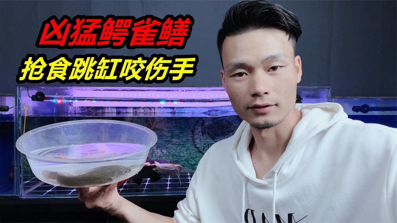 鱷雀鱔搶食過程中受驚，從魚缸內一躍而起，結果摔得遍體鱗傷