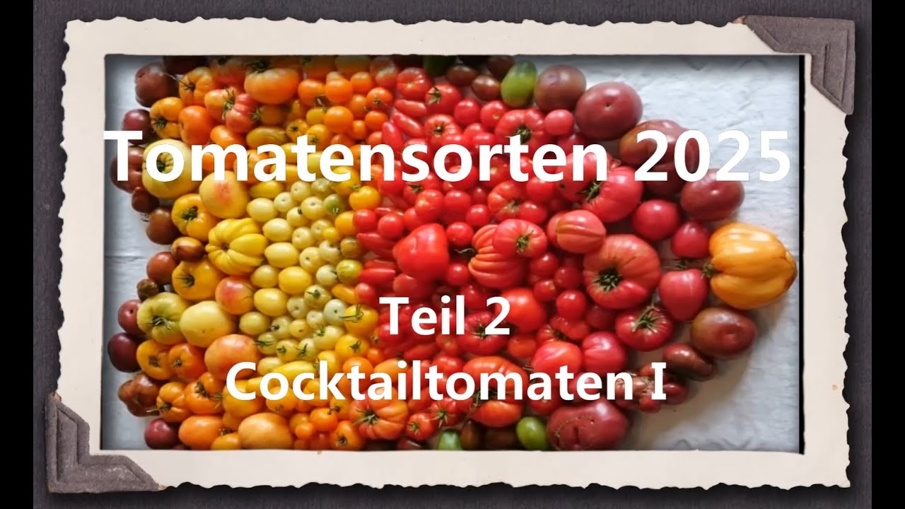 Tomatensorten 2025 Teil 2 - Cocktailtomaten I