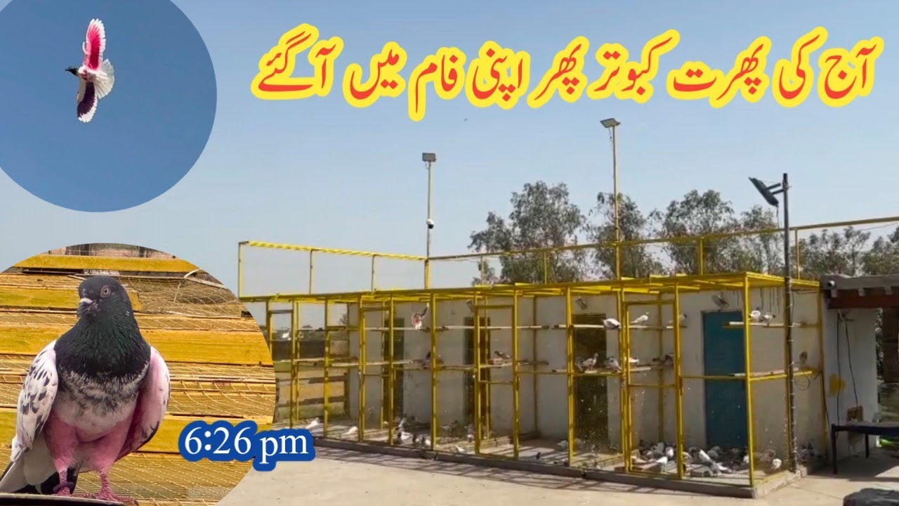 21 April 2025 Kabootar Ki Phirt Ajj Kabootar Ny Kmal Ki Uran Ki Kashif Zaman Pigeon