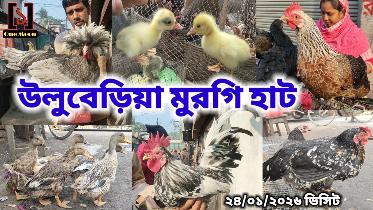 উলুবেড়িয়া মুরগি হাট | Cheapest Pet Market In Kolkata |  Uluberia Murgi Market 24/01/2026 Visit 