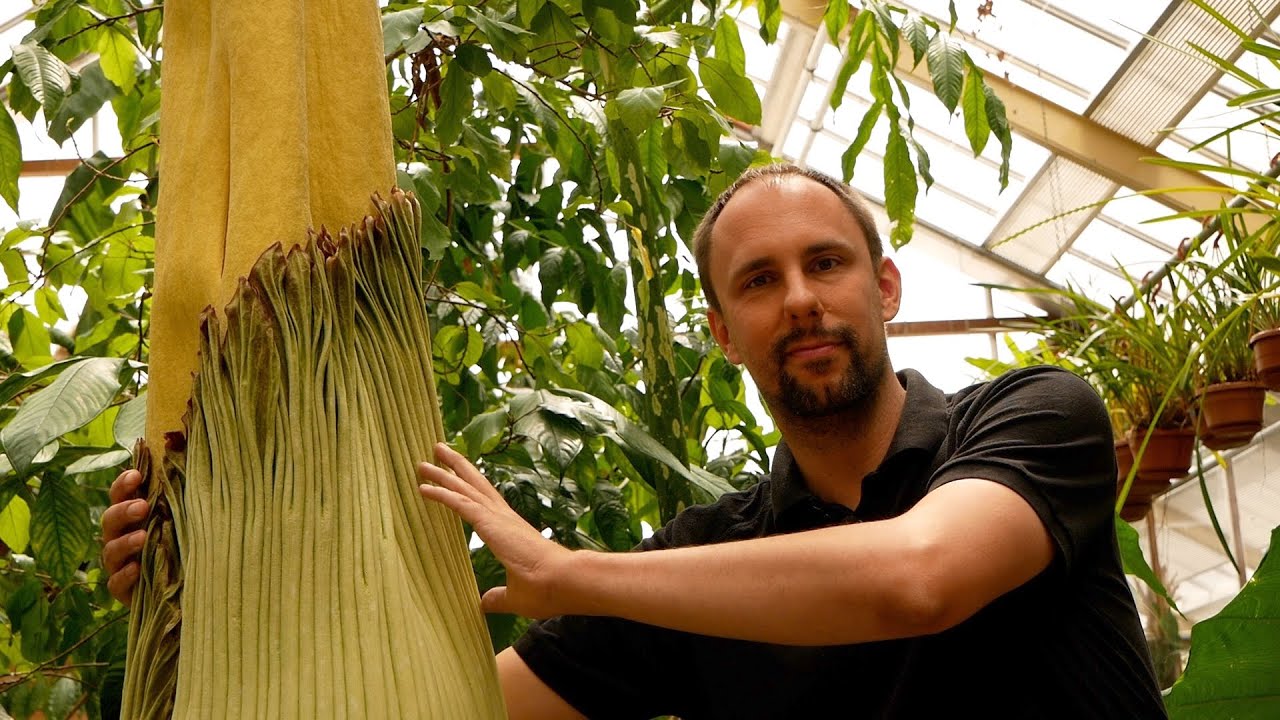 Amorphophallus titanum gaat bloeien | Alles over de Penisplant