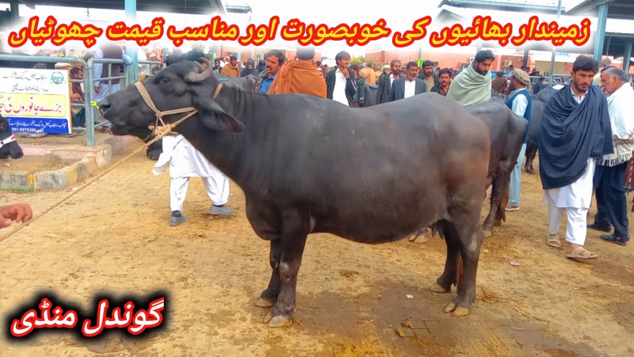 Low And Middle Prices Milking And Pregnant Buffaloes For Sale At Gondal Maweshi Mandi Attock 