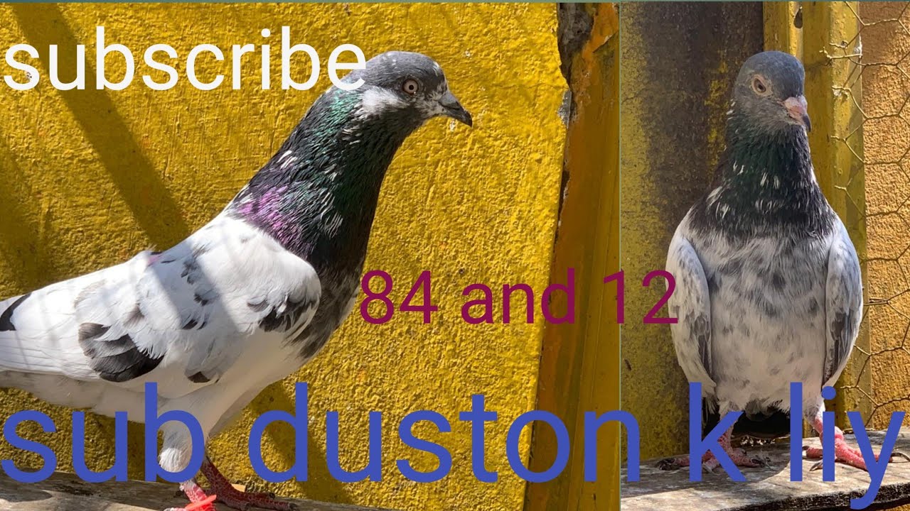 AJ 12and 84 numbar ka shoq!!sub duston k liy