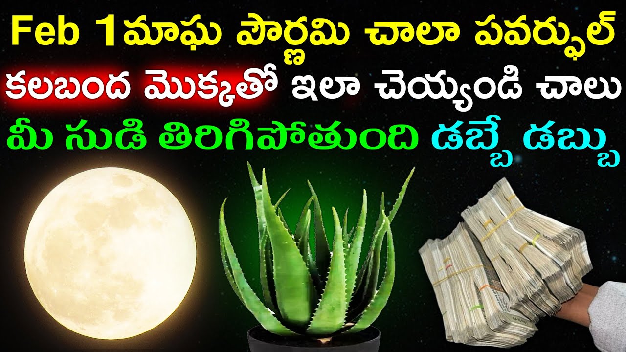 Feb 1మాఘ పౌర్ణమి చాలా పవర్ఫుల్ కలబంద మొక్కతో ఇలా చెయ్యండి చాలు మీ సుడి తిరిగిపోతుంది డబ్బే డబ్బు