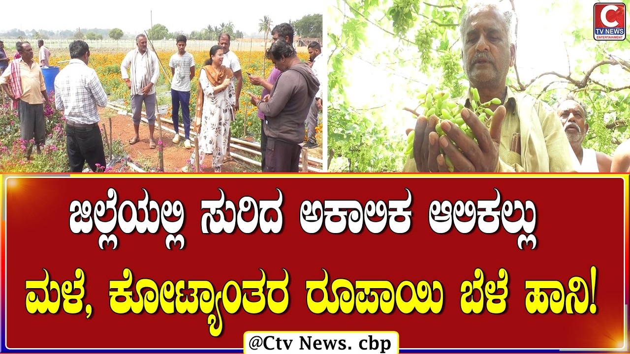 | ಚಿಕ್ಕಬಳ್ಳಾಪುರ  | ಕೈಗೆ ಬಂದ ತುತ್ತು ಬಾಯಿಗೆ ಬರದೆ ರೈತ ಸಂಕಷ್ಟ! | CTV NEWS