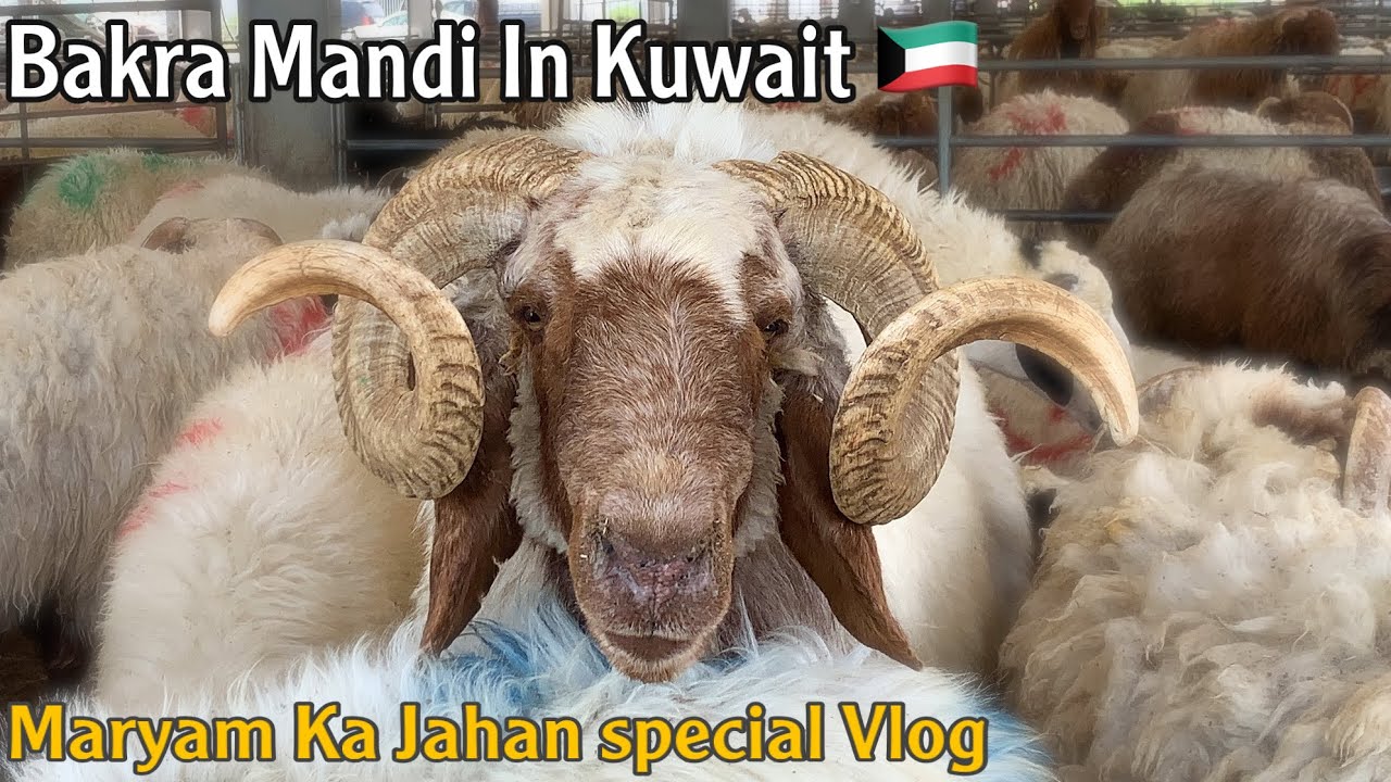 Bakra Mandi in KUWAIT 🐏 | Eid al Adha in Kuwait 🇰🇼 | Bakra  Mandi Special Vlog in Urdu
