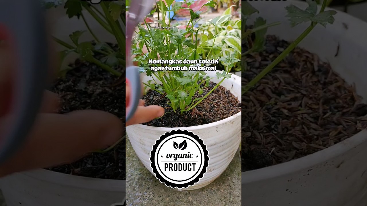 Daun Seledri.Pangkas daun seledri agar tumbuh maksimal#tips #seledri