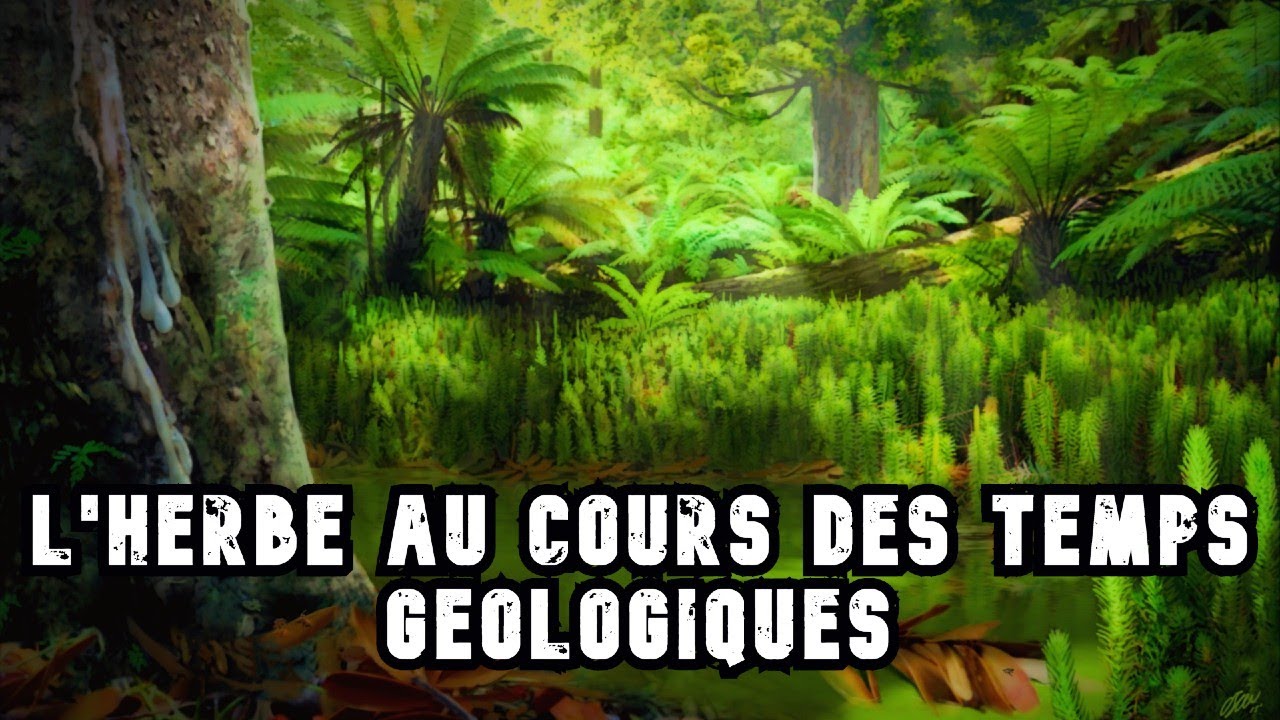 PALÉOBOTANIQUE #7 : IDÉES REÇUES EN PALÉONTOLOGIE : HERBES ET CARBONIFÈRE