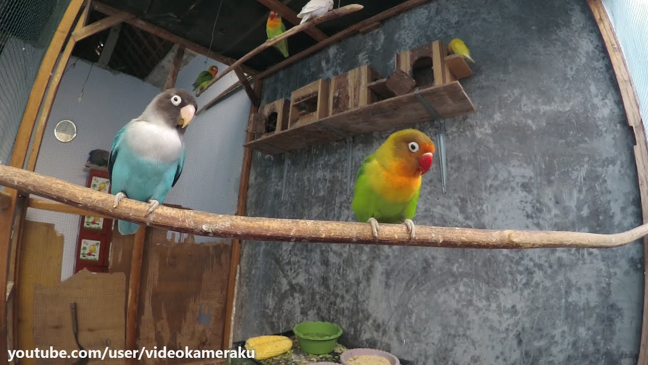 Lovebird Sounds January 20 2019 Part 2