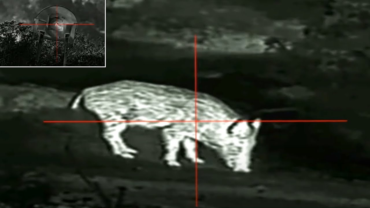 Probamos el nuevo visor térmico Pard Pantera 640 2.0 en un aguardo de jabalí