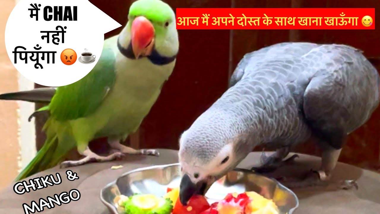 Most talkative and talented parrot 🦜 