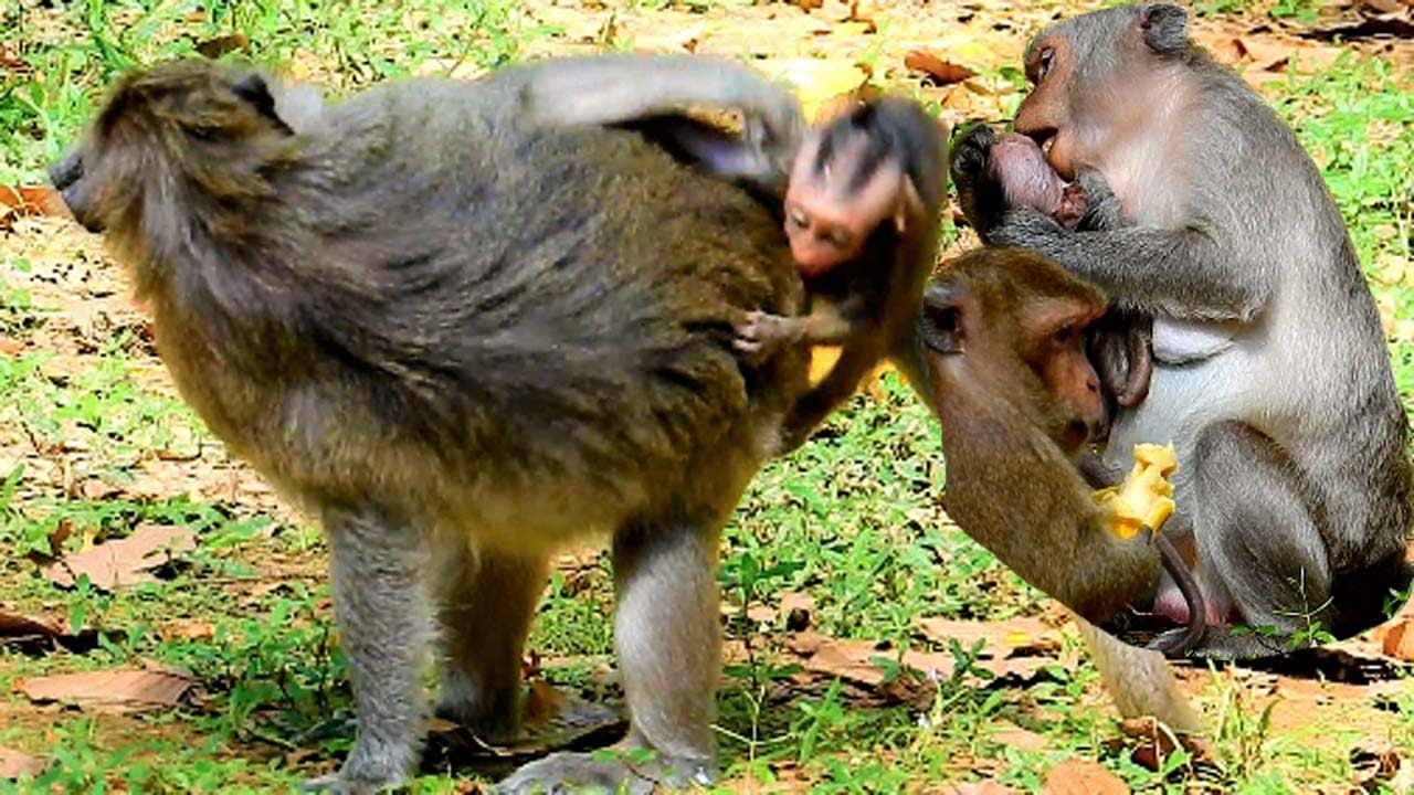 Trillion Pity ! mom Jade try catch baby out from her back ! Jinx got bitten on face near lacerated
