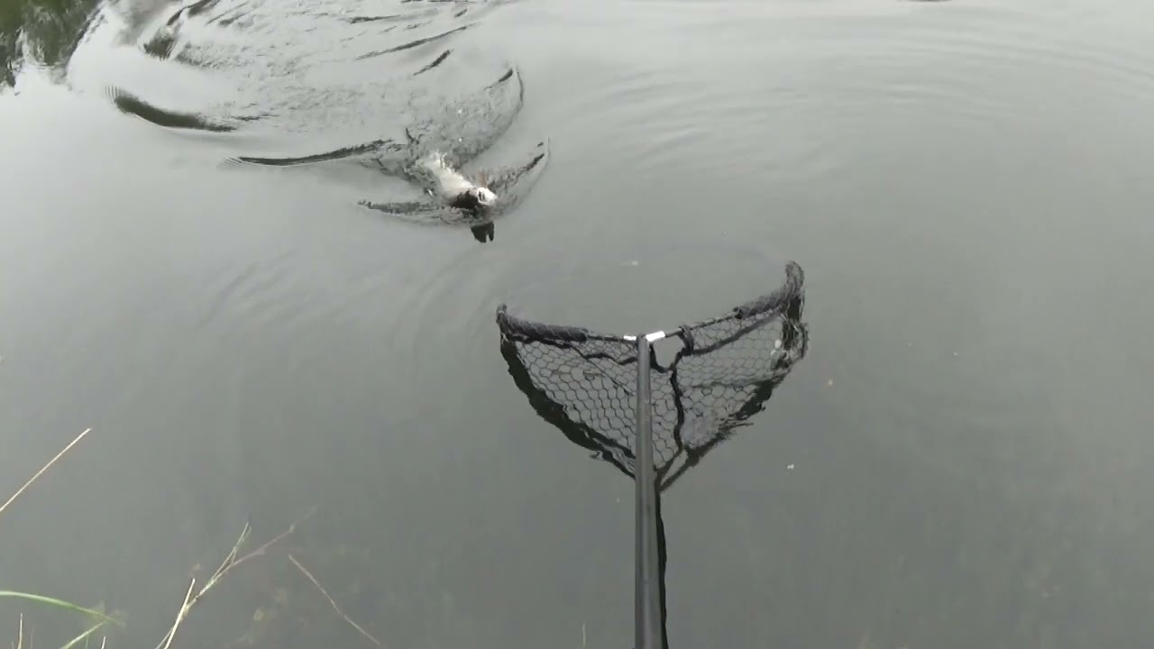 Angeln Skovhave Fiskesø – Forellensee