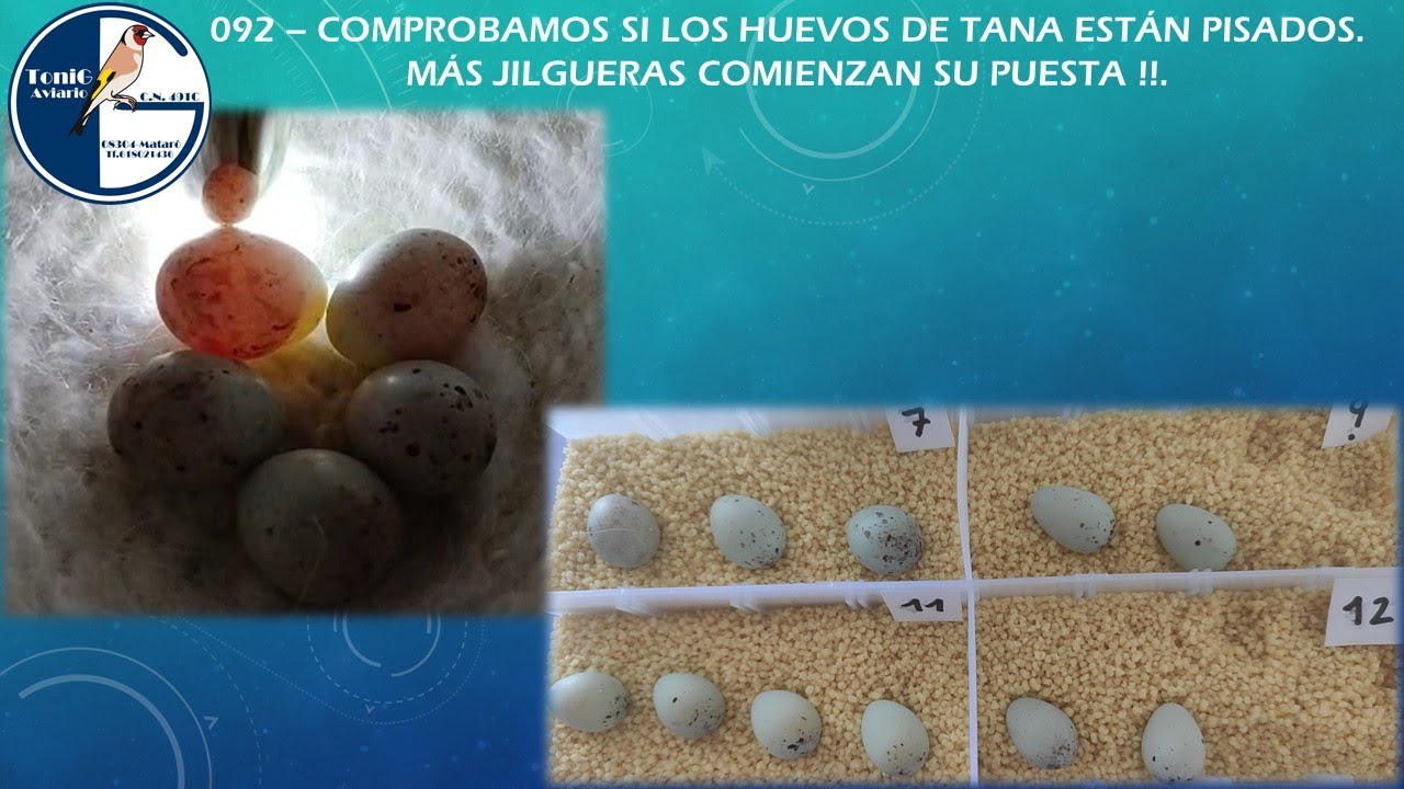 092 COMPROBAMOS SI LOS HUEVOS DE TANA ESTÁN PISADOS  MÁS JILGUERAS COMIENZAN SU PUESTA