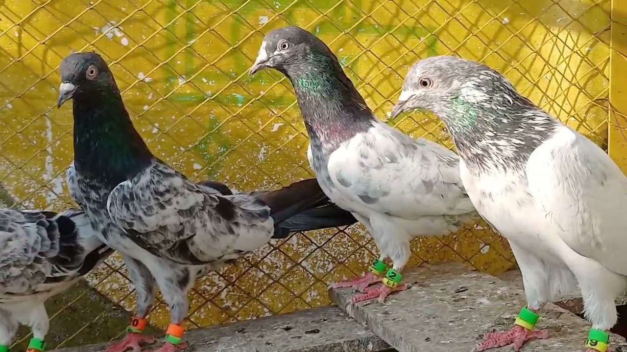 Cute,kabutar #pigeon  gujranwall call 03015767188 WhatsApp 03157905714#kabootar 