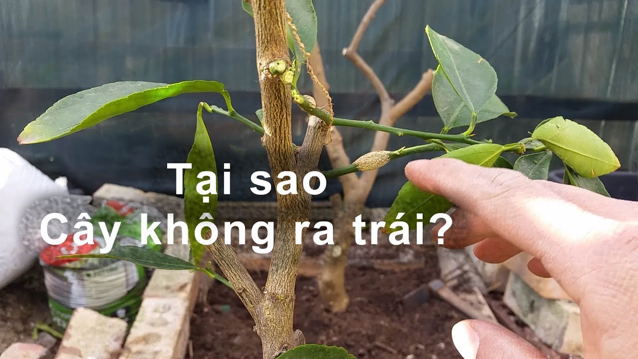 Tại sao cây Chanh Lime không trái? toan trinh garden