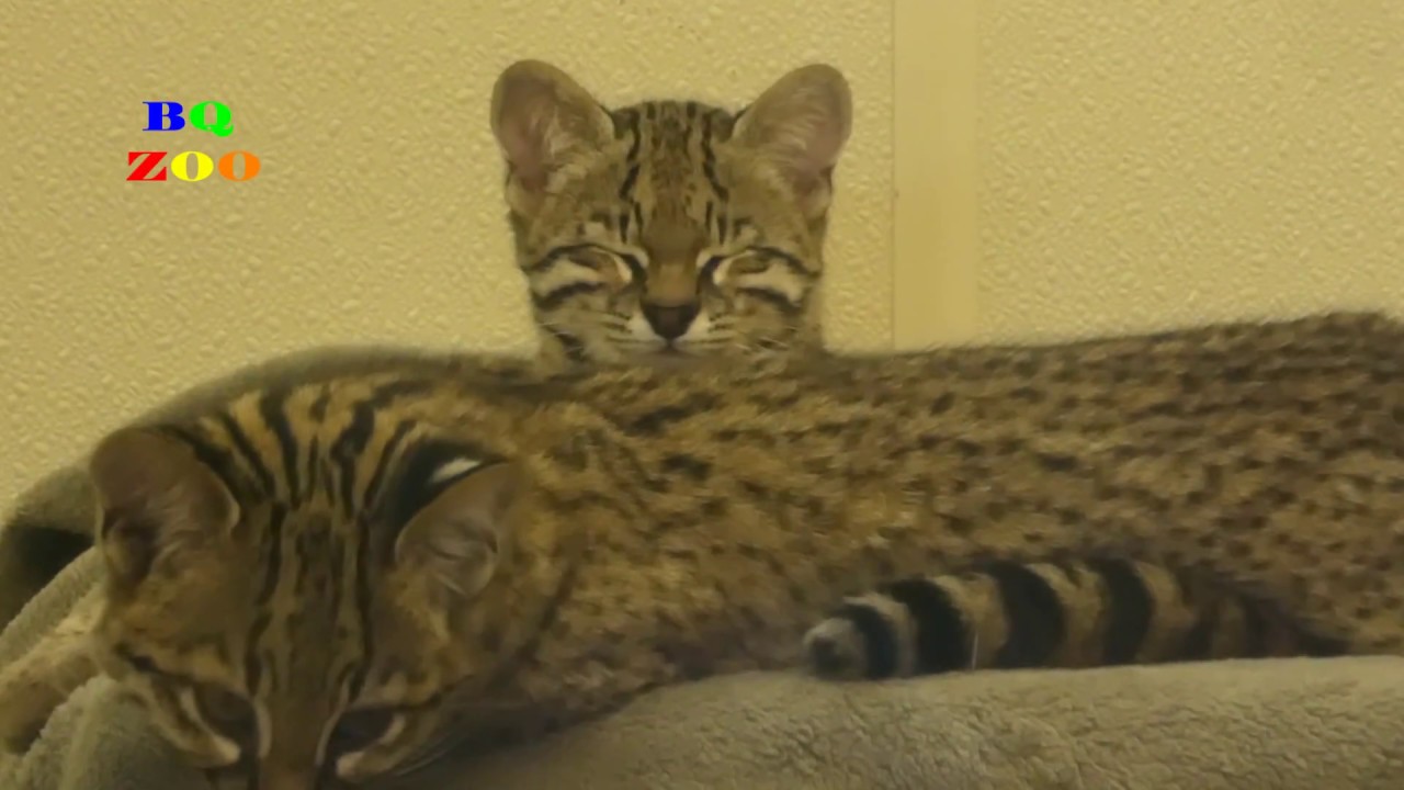 Cat Play (Geoffroy Cats)