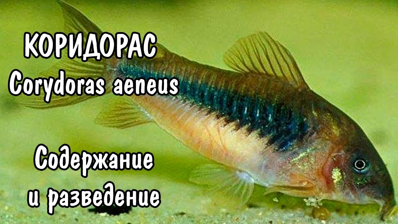 КОРИДОРАС. СОДЕРЖАНИЕ И РАЗВЕДЕНИЕ. Corydoras aeneus