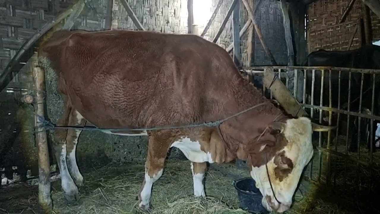 H425 Combor Sapi Simental Hamil-H118 Di Sore Hari | Minggu 22 Februari 2026