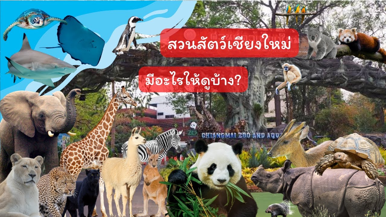 สวนสัตว์เชียงใหม่ มีอะไรให้ดูบ้าง? || Chiang Mai Zoo and Aquarium ที่เที่ยวเชียงใหม่