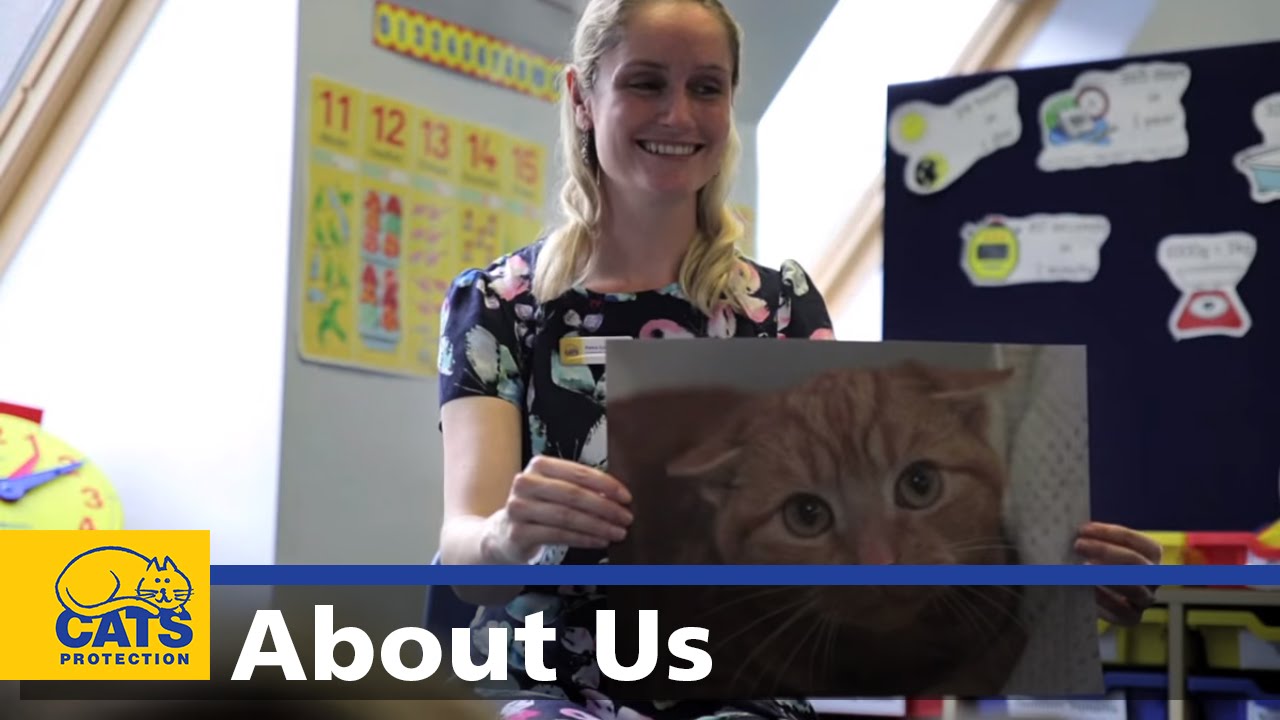 Careers with cats - Cats Protection