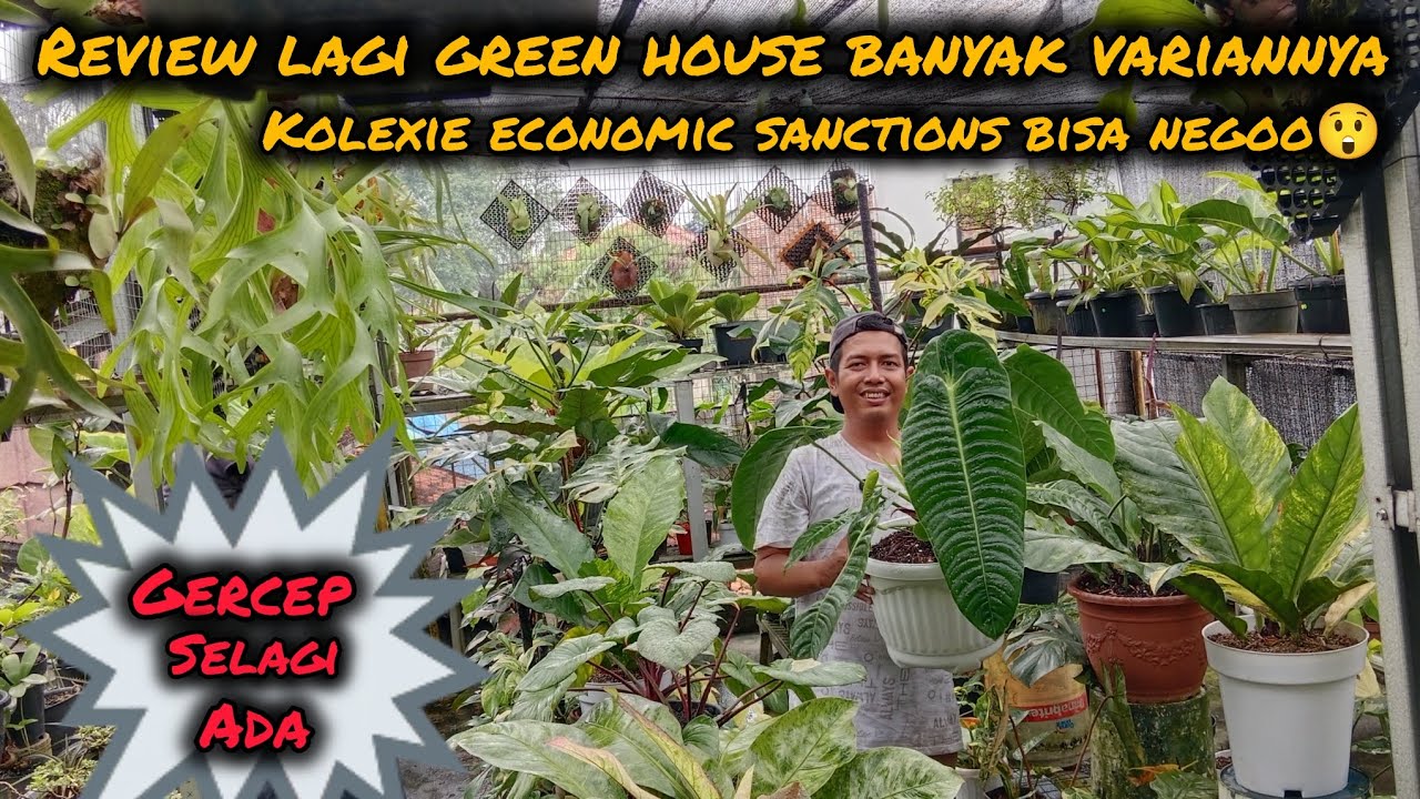 REVIEW LAGI GREEN HOUSE BANYAK VARIANNYA‼️KOLEXIE EKONOMIS