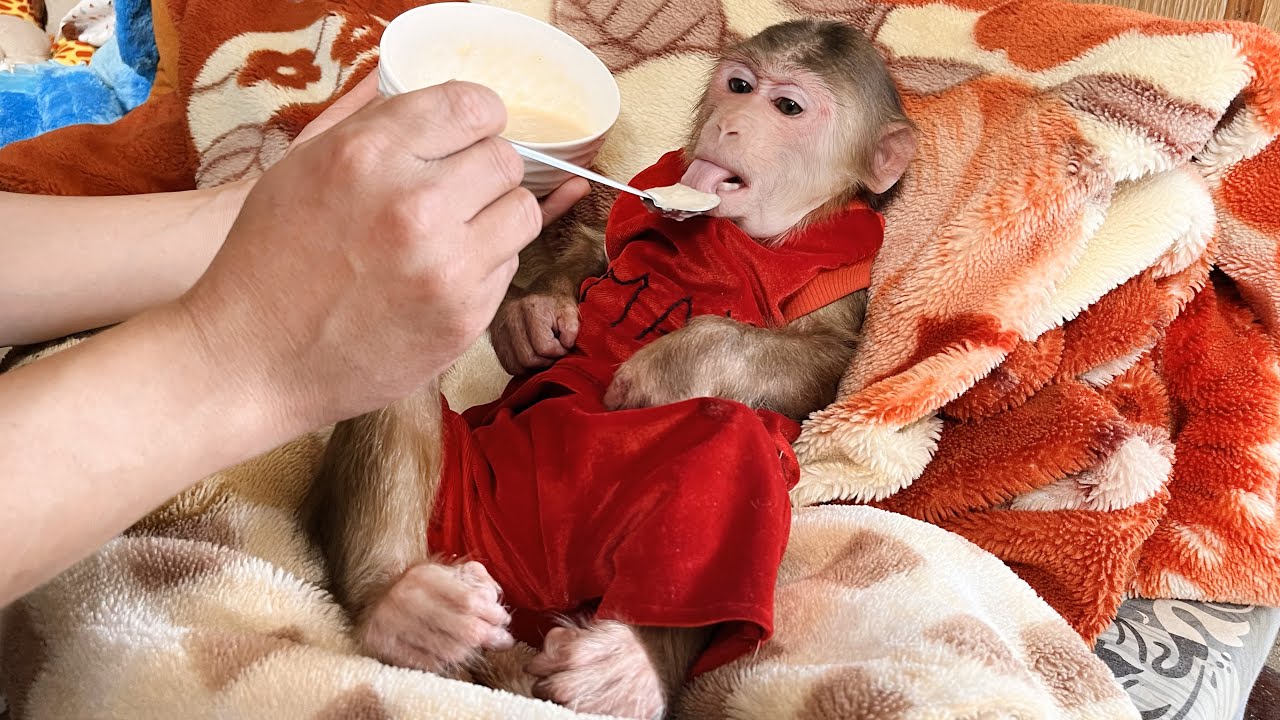 Will smart monkey Max be cured when dad has tried every way to cure?