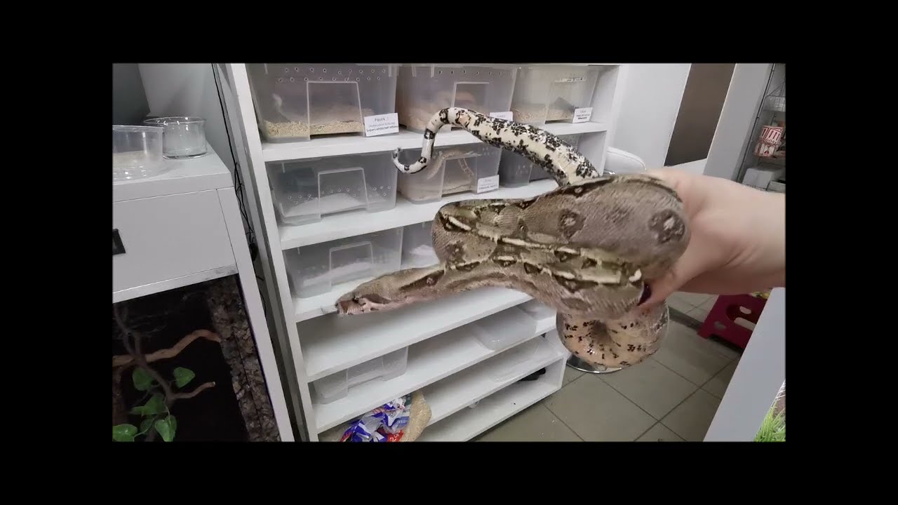 Unboxing nowych zwierząt (orzęski, heterodon, pyton, żółw) Oprowadzenie po sklepie ||  Gadzi Bastion