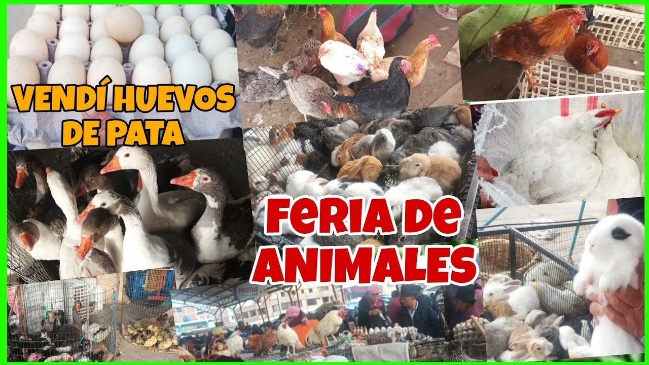 FERIA DE AVES, CUYES Y CONEJOS...Busque novia a los gansos ninguna me convenció. #Riobamba-Ecuador