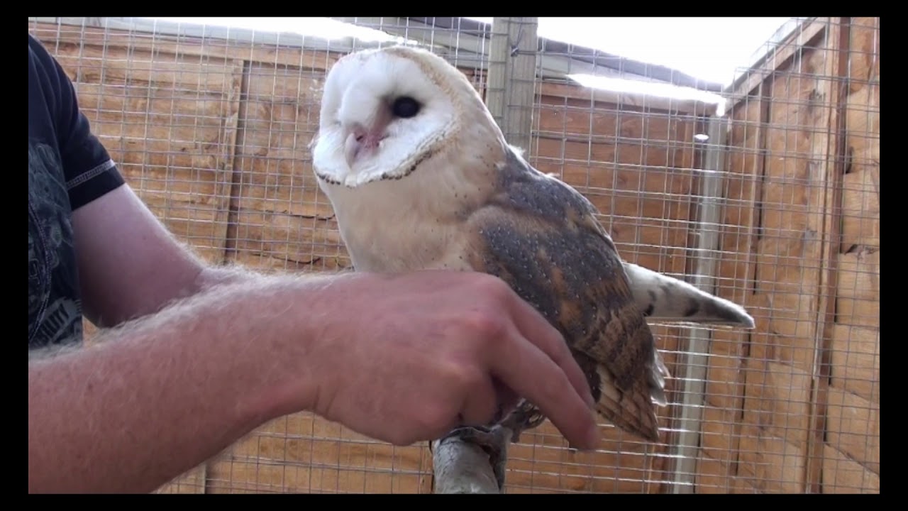 how to train a owl