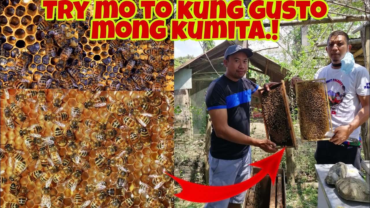 Paano Magsimula sa Honey Bee Farming- Tips and Techniques
