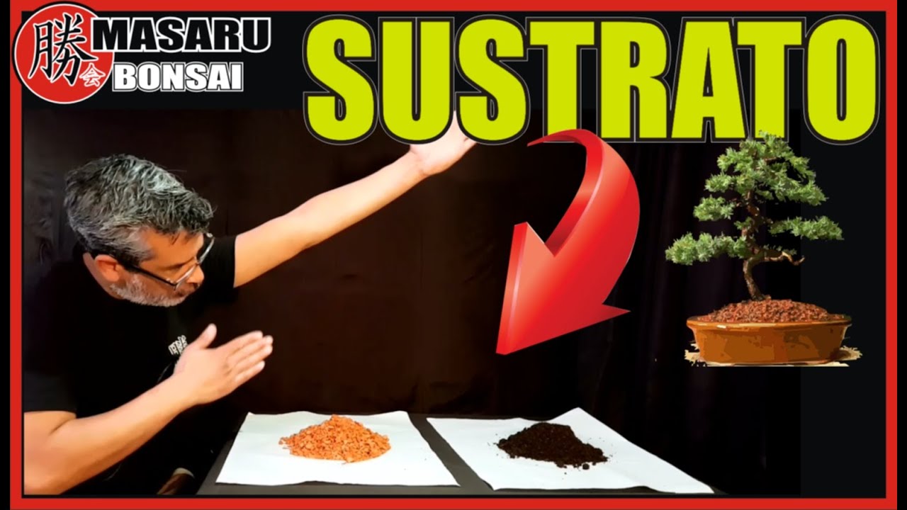 COMO HACER SUSTRATO PARA BONSAI | remplazo de AKADAMA .BONSAI SUPER FÁCIL -