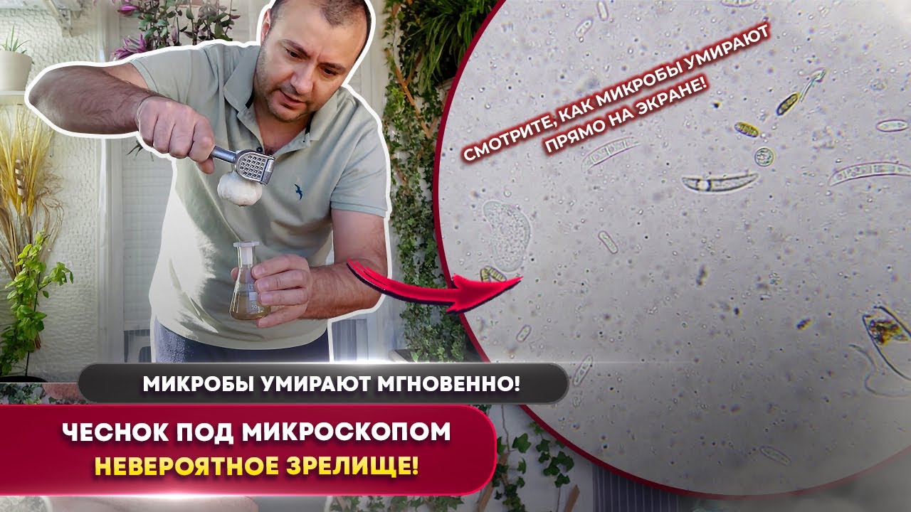 Что чеснок делает с микробами под микроскопом 😱 Мгновенная смерть!