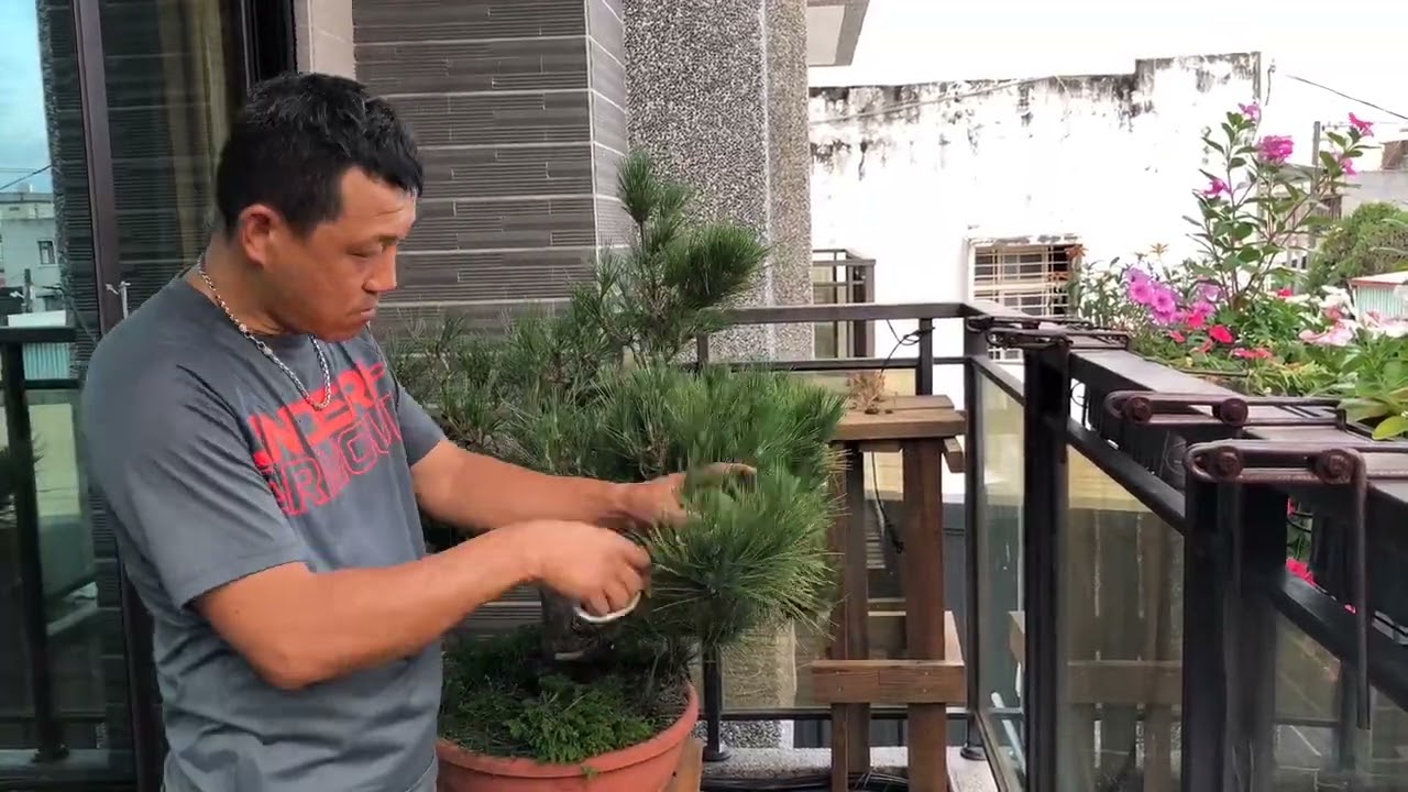 黑松修剪