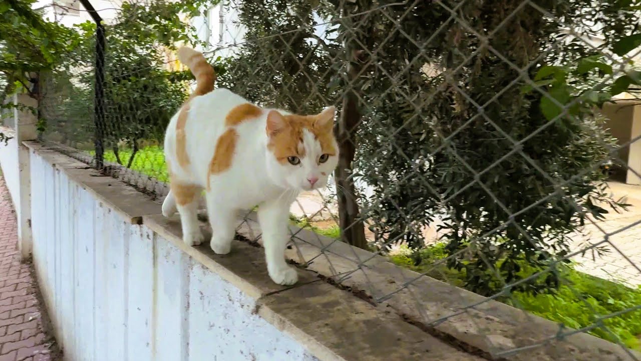 This Ginger Cat Walks the Fence Like a Runway