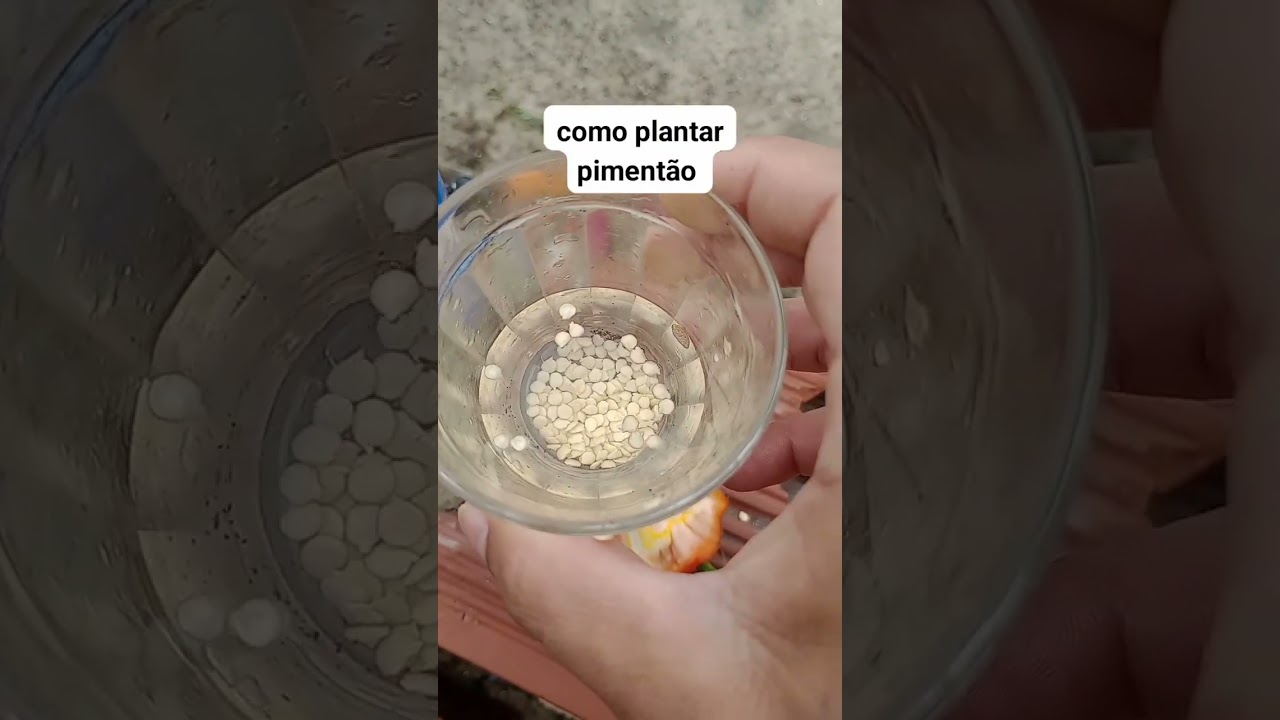 como plantar piment&atilde;o #piment&atilde;o #dicas #hortaorg&acirc;nica #horta #plantas #plants