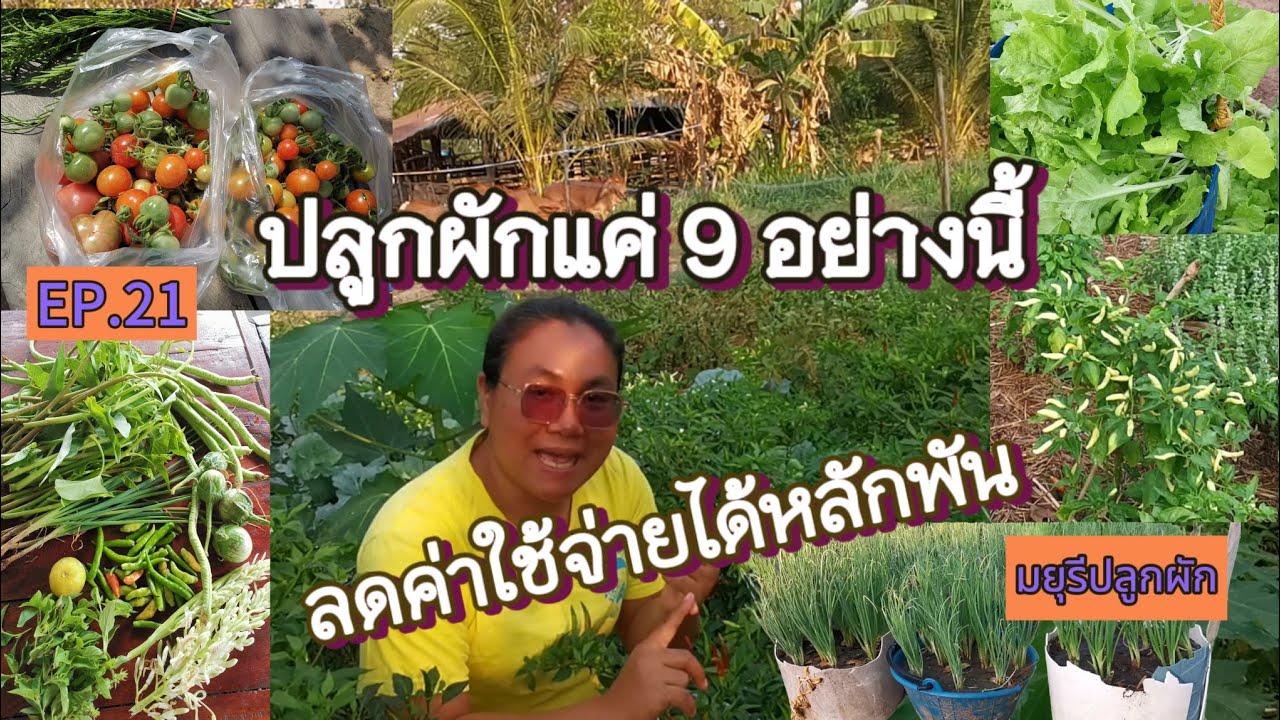 [EP.21] ปลูกผักสวนครัว 9 อย่างนี้  เพื่อลดค่าใช้จ่ายในบ้าน | มยุรีปลูกผัก