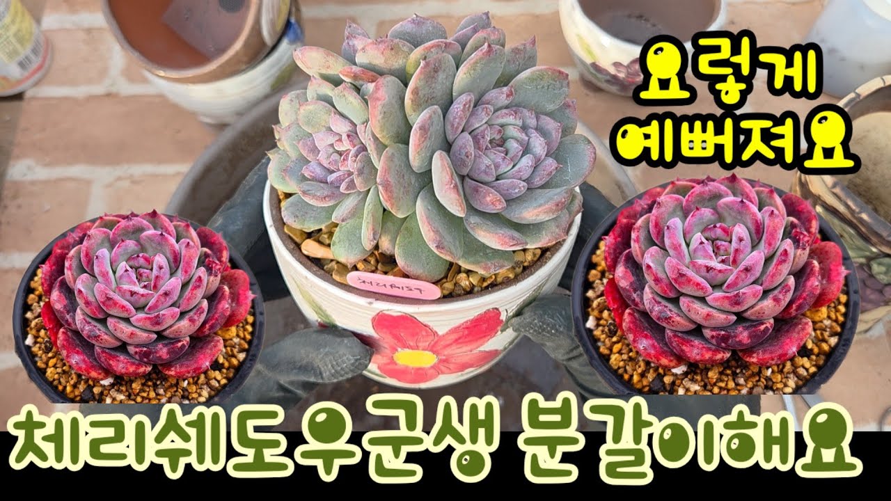 가성비 최고 색감 체리쉐도우💕군셍으로 키워요 ~체리쉐도우군생 분갈이해요 #다육이 #다육식물 #succulent 