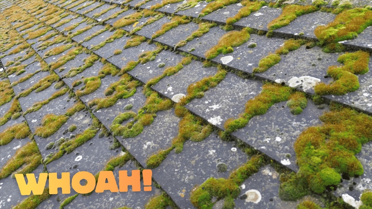 I'M BACK!! Tackling A MOSS INVASION!! Epic Roof Cleaning Transformation