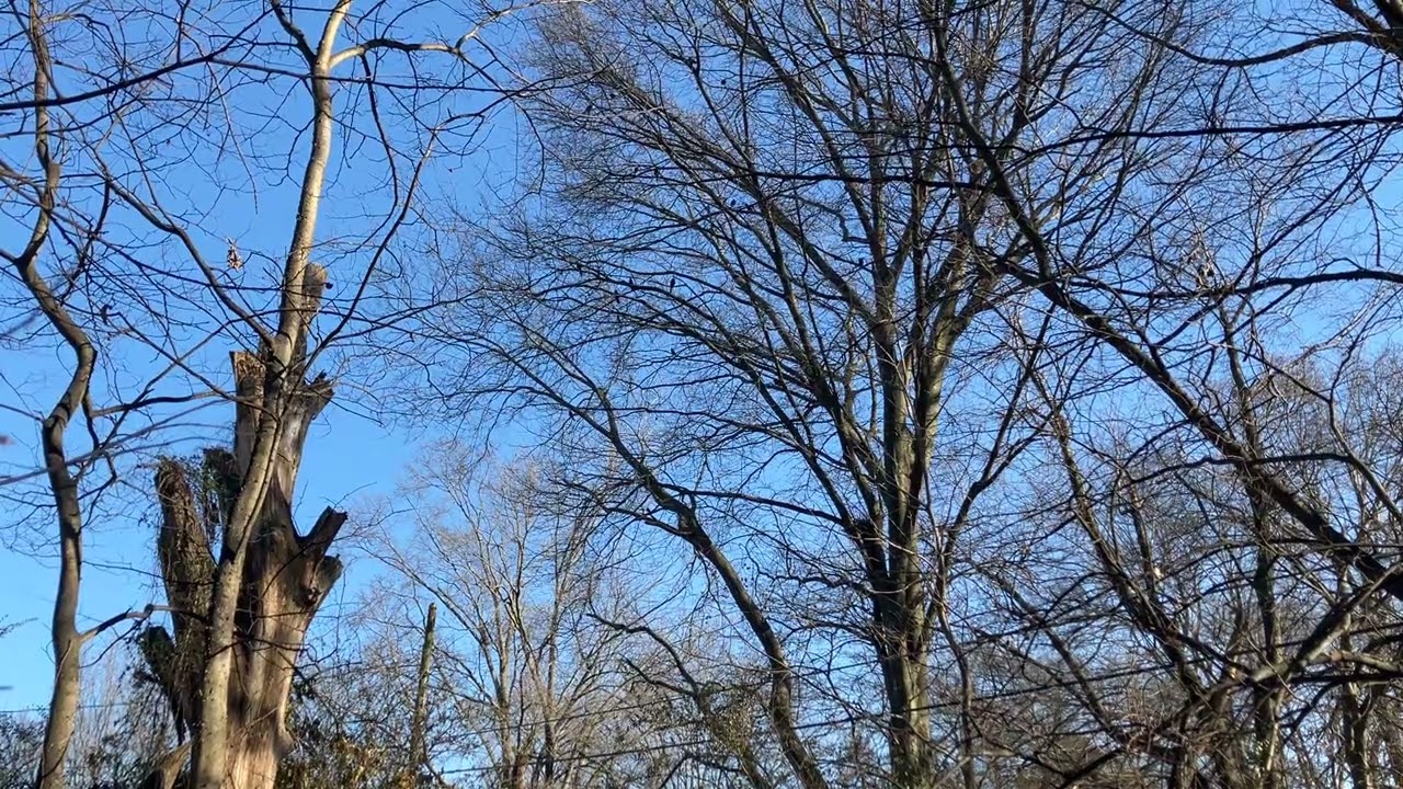 Grackles