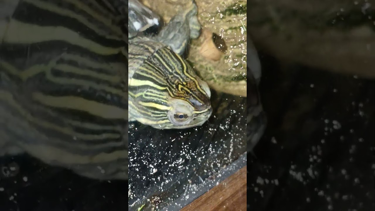 This Feeder Fish's Nerves Are Shot 😅