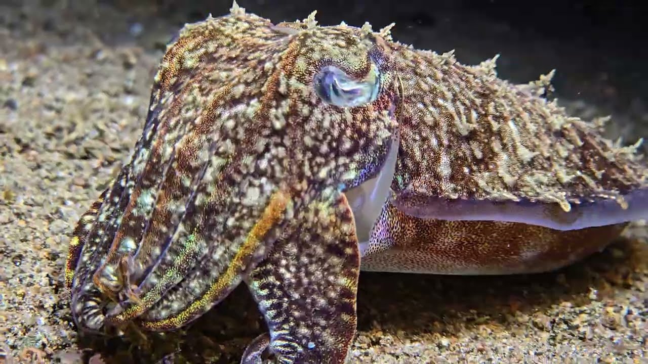 Anilao - Not So Macro :P