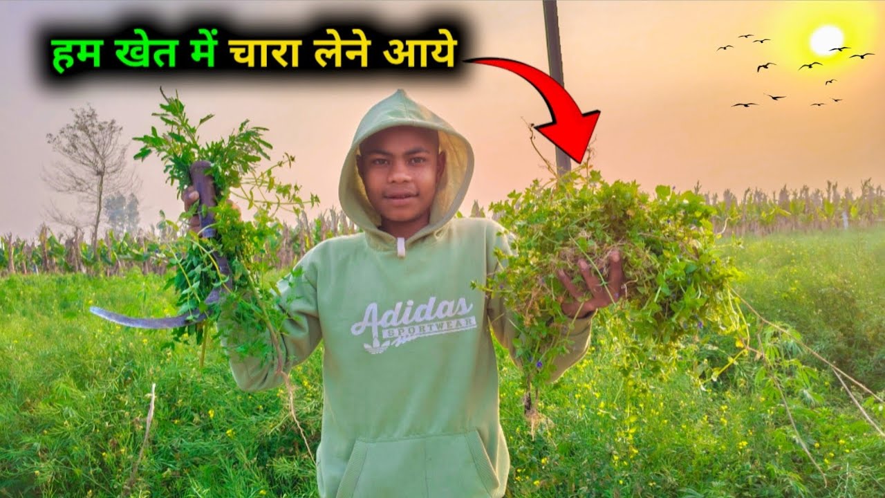 हम खेत में चारा 😄 || Chandu Daily Vlogs 