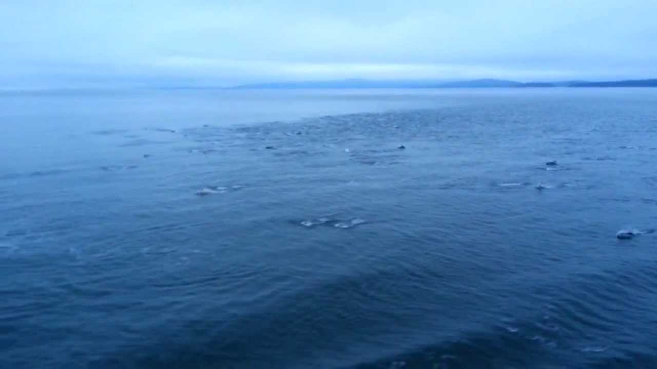Dolphin Superpod in Strait of Georgia