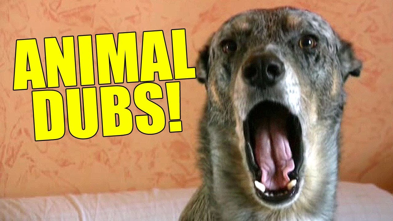 Animal Dubs