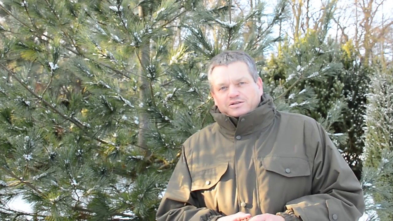 Sosny – drzewa niezwykłe. Odcinek 9.